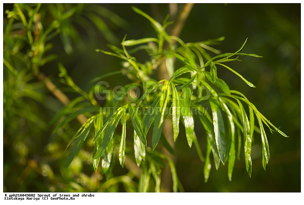 �����, �����, �������� ���,  ����������� ��������, ������ ��������, �����, ���������� ��������, ������������ ��������, ������������ ��������, XYZ, ������, Salicaceae, ��� �����������, ��� ���������, ��� �������, ��� �������-���������, ��� �����������, ��� ������, ��� ��������� �����������, ��� ���������������, ��� �������, ��� ���������, ��� �����������, ��� �������, �������, Salix viminalis, Salix gmelinii, Salix pseudolinearis, Salix rossica, Salix rufescens, Salix semiviminalis, Salix serotina, Salix splendens, Salix stolonifera ssp. carbonicola, Salix strobilacea, Salix veriviminalis, Salix viminalis ssp. veriviminalis, Salix viminalis var. semiviminalis, ��������� ����, ������, ������