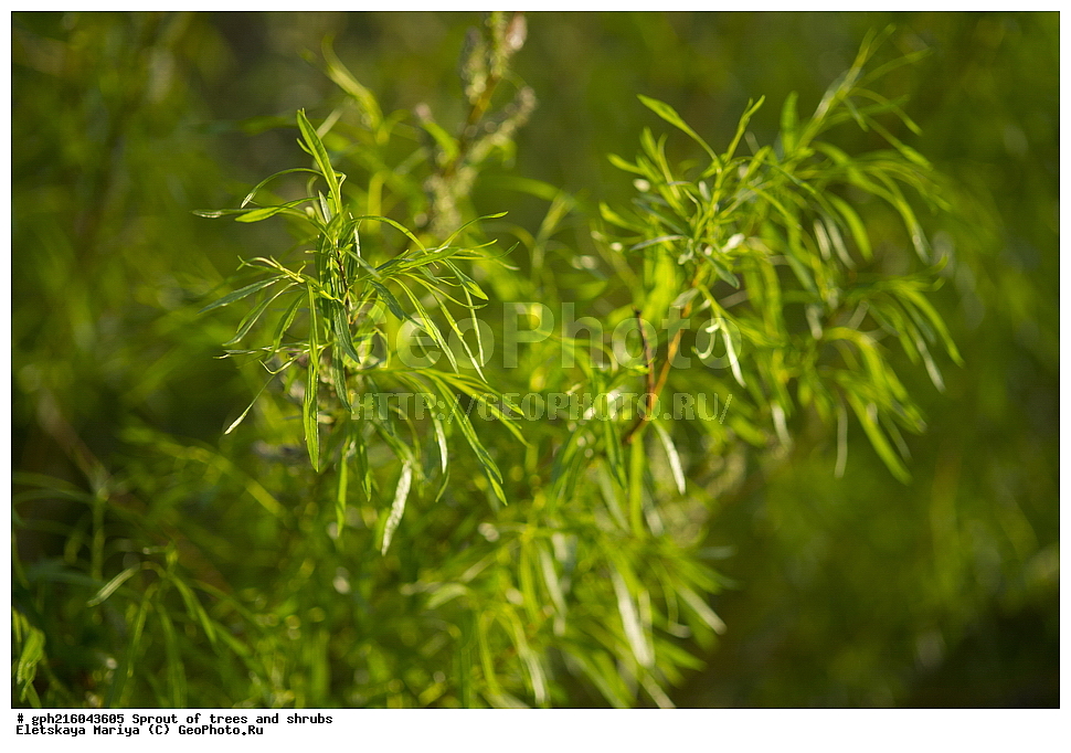 �����, �����, �������� ���,  ����������� ��������, ������ ��������, �����, ���������� ��������, ������������ ��������, ������������ ��������, XYZ, ������, Salicaceae, ��� �����������, ��� ���������, ��� �������, ��� �������-���������, ��� �����������, ��� ������, ��� ��������� �����������, ��� ���������������, ��� �������, ��� ���������, ��� �����������, ��� �������, �������, Salix viminalis, Salix gmelinii, Salix pseudolinearis, Salix rossica, Salix rufescens, Salix semiviminalis, Salix serotina, Salix splendens, Salix stolonifera ssp. carbonicola, Salix strobilacea, Salix veriviminalis, Salix viminalis ssp. veriviminalis, Salix viminalis var. semiviminalis, ��������� ����, ������, ������