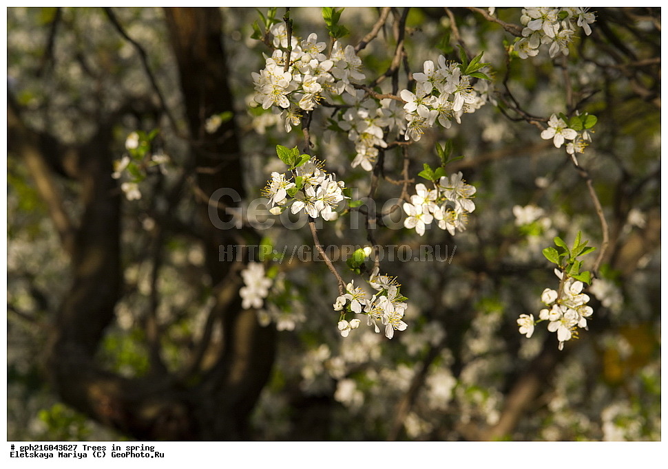 �����, ������ ��������, �����, ���������� ��������, ������������ ��������, ������������ ��������, ������, �����, XYZ, ������������, �������, �����������, Rosaceae, ������ ��������, ������ ����������, Malus domestica, ��������� ����, ������, ������