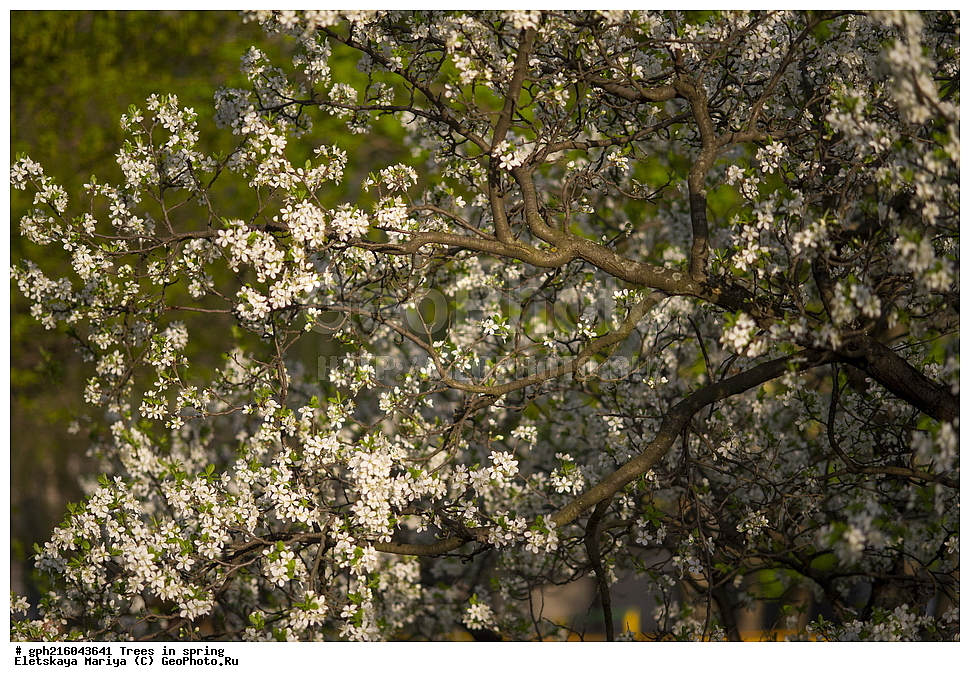 �����, ������ ��������, �����, ���������� ��������, ������������ ��������, ������������ ��������, ������, �����, XYZ, ������������, �������, �����������, Rosaceae, ������ ��������, ������ ����������, Malus domestica, ��������� ����, ������, ������