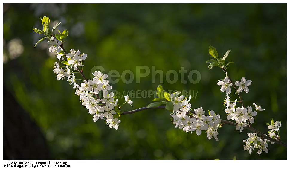 �����, ������ ��������, �����, ���������� ��������, ������������ ��������, ������������ ��������, ������, �����, XYZ, ������������, �������, �����������, Rosaceae, ������ ��������, ������ ����������, Malus domestica, ��������� ����, ������, ������