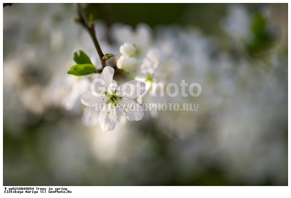 �����, ������ ��������, �����, ���������� ��������, ������������ ��������, ������������ ��������, ������, �����, XYZ, ������������, �������, �����������, Rosaceae, ������ ��������, ������ ����������, Malus domestica, ��������� ����, ������, ������