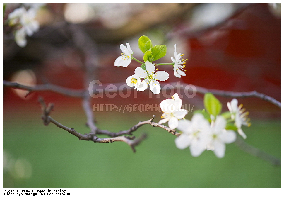 �����, ������ ��������, �����, ���������� ��������, ������������ ��������, ������������ ��������, ������, �����, XYZ, ������������, �������, �����������, Rosaceae, ������ ��������, ������ ����������, Malus domestica, ��������� ����, ������, ������