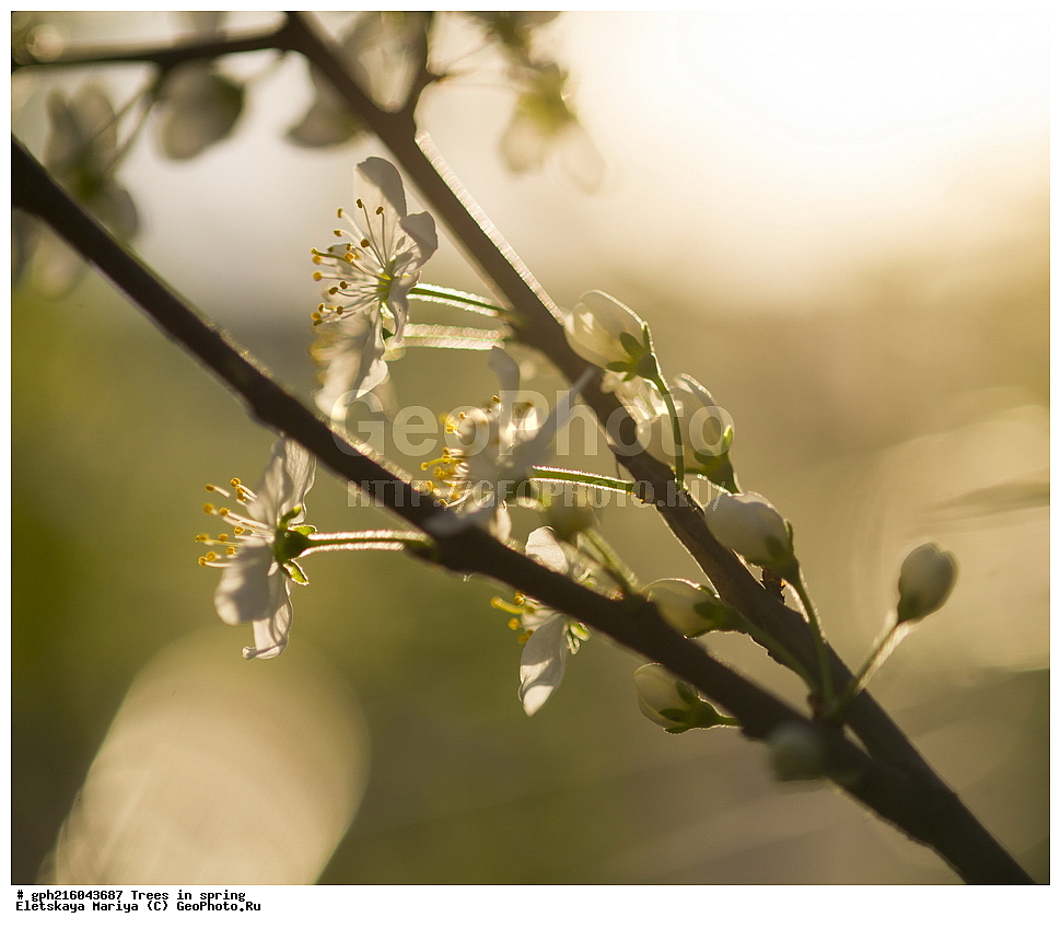 �����, ������ ��������, �����, ���������� ��������, ������������ ��������, ������������ ��������, ������, �����, XYZ, ������������, �������, �����������, Rosaceae, ������ ��������, ������ ����������, Malus domestica, ��������� ����, ������, ������