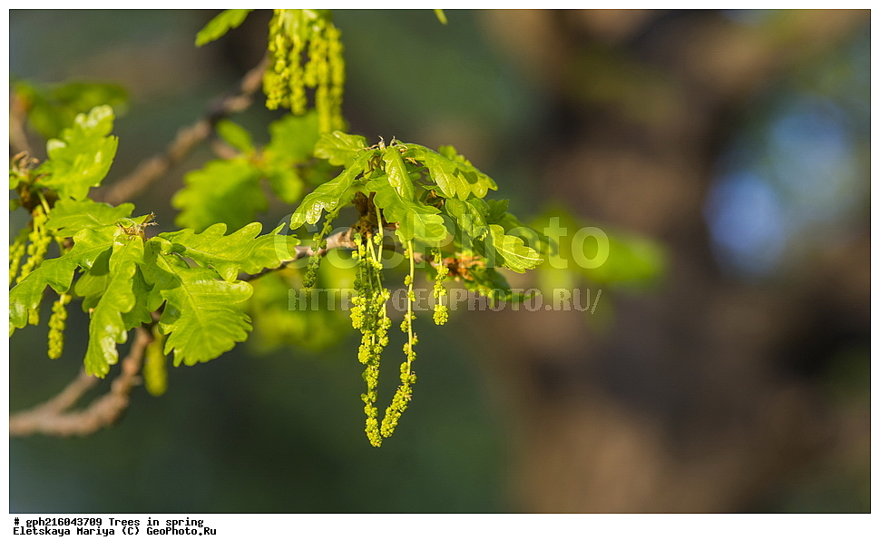 �����, �����, �������� ���, ����������� ��������, ������ ��������, �����, ���������� ��������, ������������ ��������, ������������ ��������, XYZ, �������, Fagaceae, ��� ����������, ��� ������, ��� ������������, ��� ����������, Quercus robur, Quercus pedunculata, ������, �����, ��������� ����, ������, ������