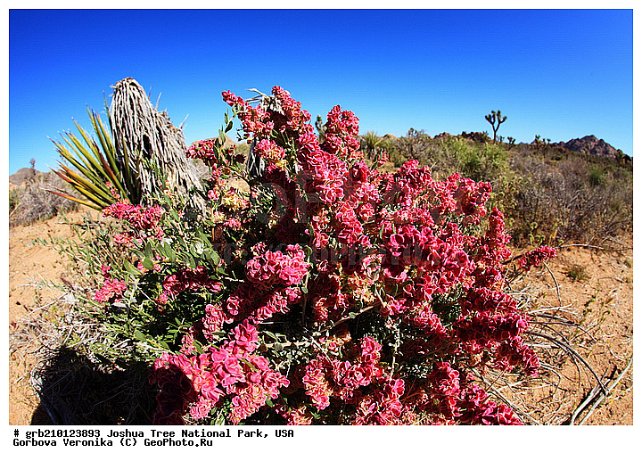 ������-���, ����������, ������������ ����