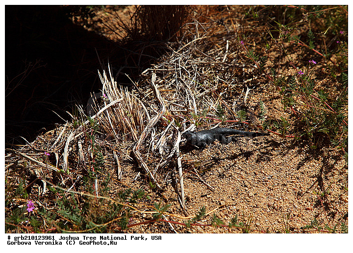 ������-���, ����������, ������������ ����