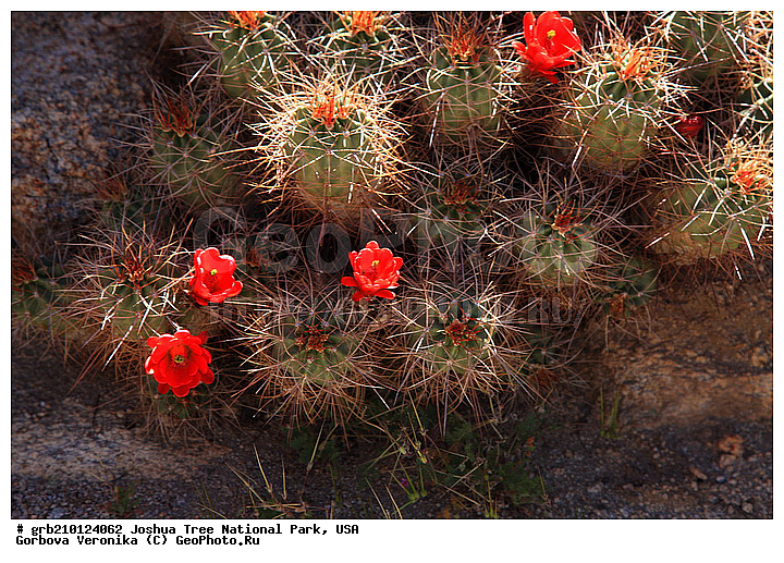 ������-���, ����������, ������������ ����