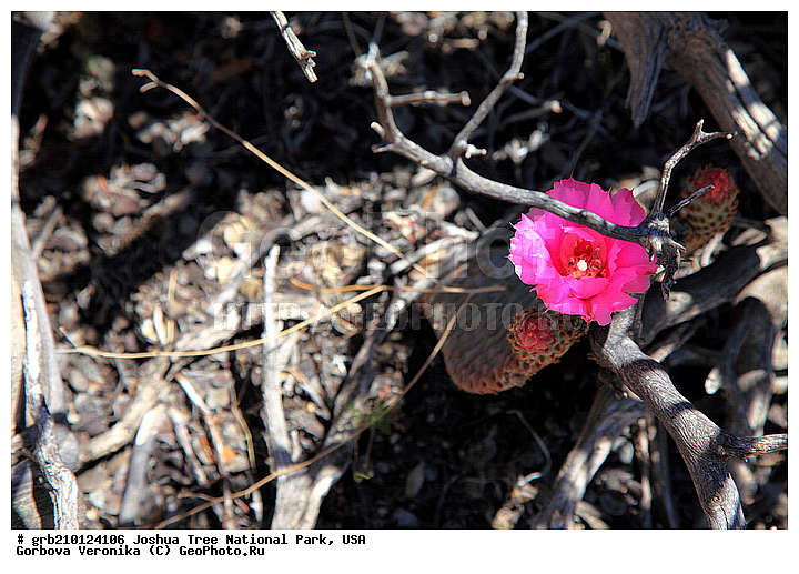 ������-���, ����������, ������������ ����