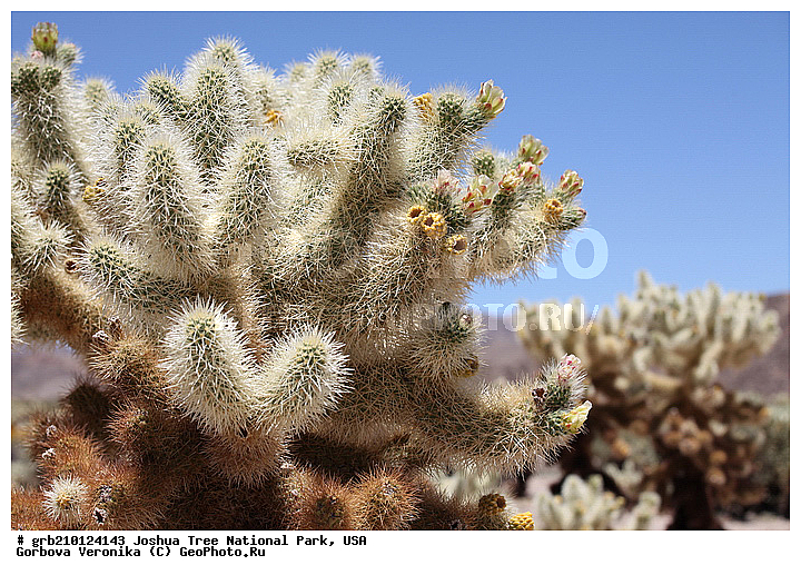 ������-���, ����������, ������������ ����