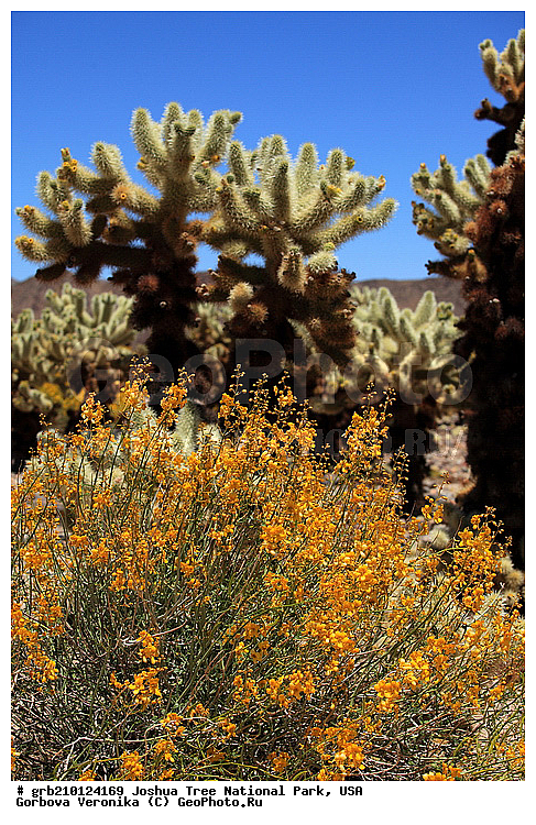 ������-���, ����������, ������������ ����