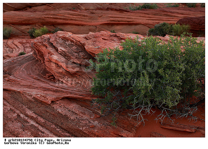 ����� �����, ���� �������