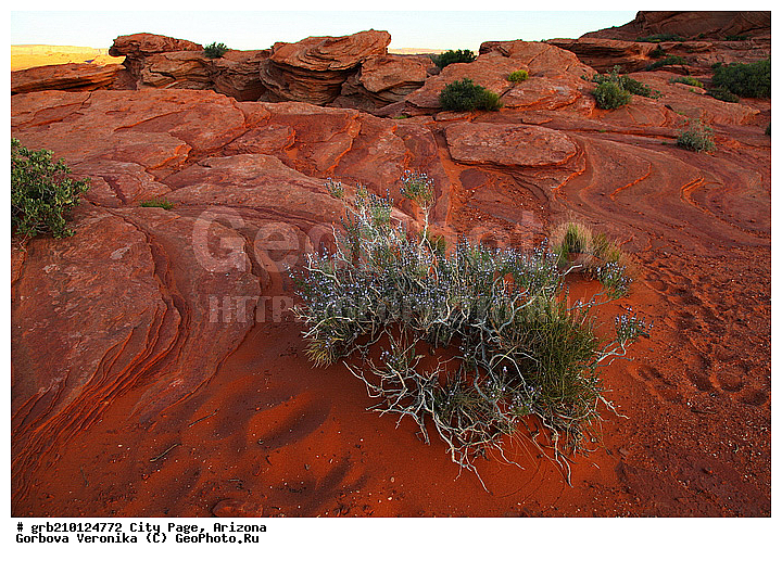 ����� �����, ���� �������