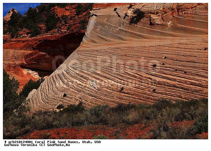Coral Pink, ������, ����, �����, �������� ����, �������