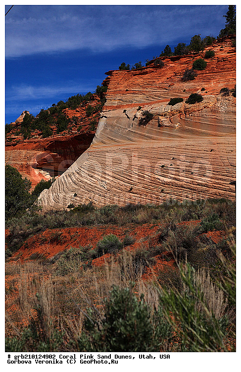 Coral Pink, ������, ����, �����, �������� ����, �������