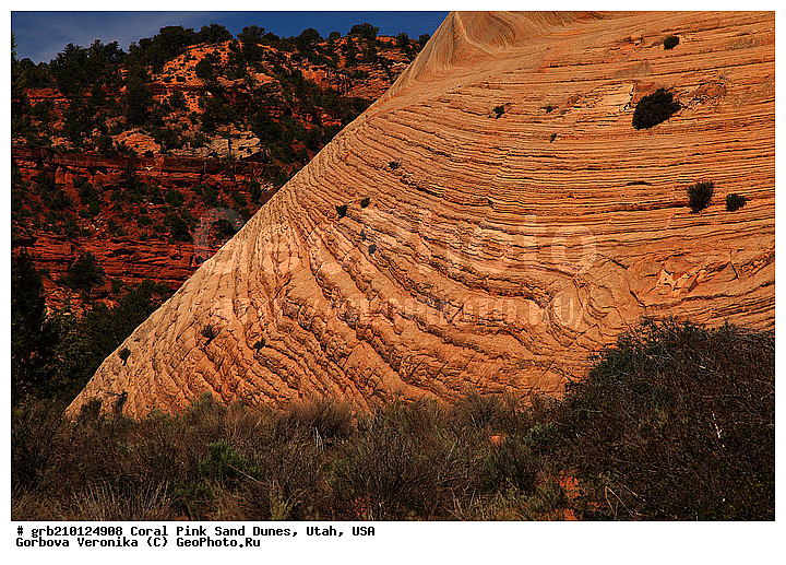 Coral Pink, ������, ����, �����, �������� ����, �������