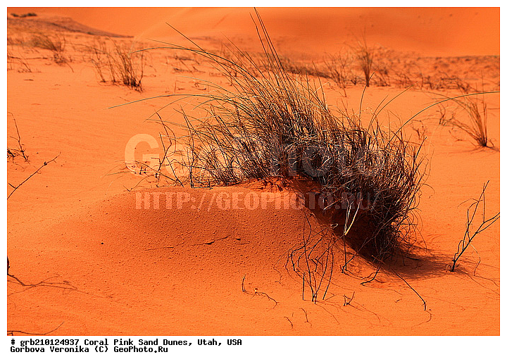 Coral Pink, ������, ����, �����, �������� ����, �������