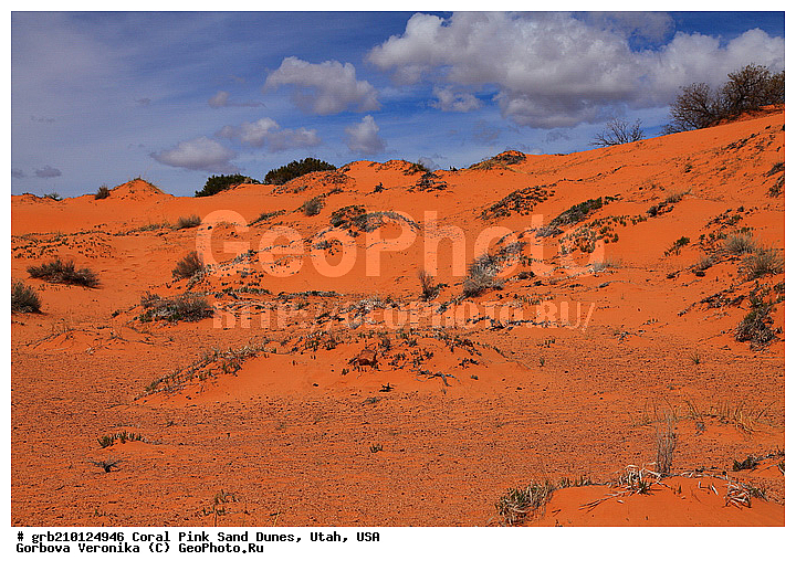 Coral Pink, ������, ����, �����, �������� ����, �������