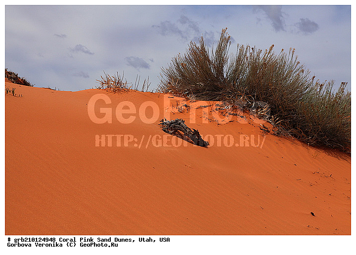 Coral Pink, ������, ����, �����, �������� ����, �������