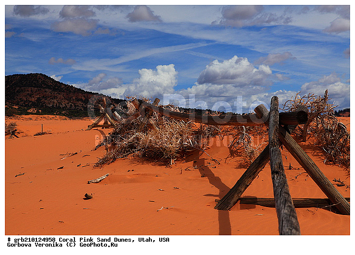 Coral Pink, ������, ����, �����, �������� ����, �������