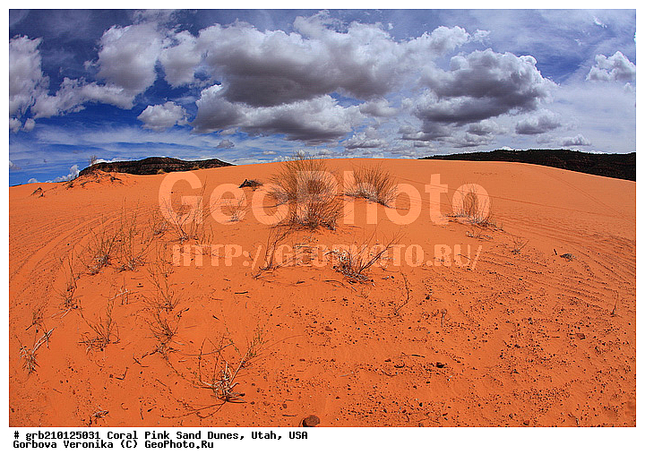 Coral Pink, ������, ����, �����, �������� ����, �������