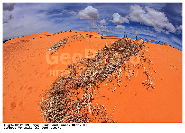 Coral Pink, ������, ����, �����, �������� ����, �������