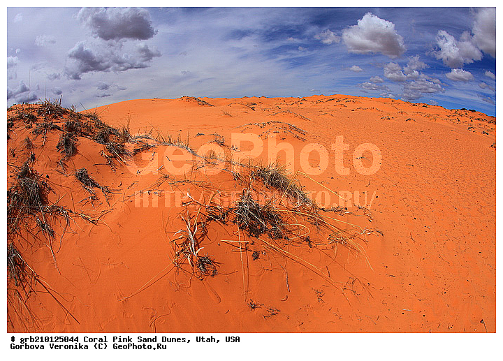 Coral Pink, ������, ����, �����, �������� ����, �������