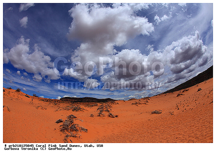 Coral Pink, ������, ����, �����, �������� ����, �������