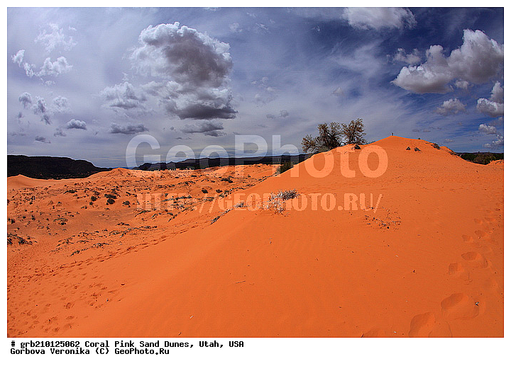 Coral Pink, ������, ����, �����, �������� ����, �������