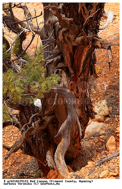 ������� ������, ���, ������� ������, ���� ��������