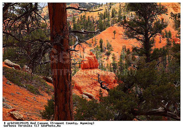 ������� ������, ���, ������� ������, ���� ��������