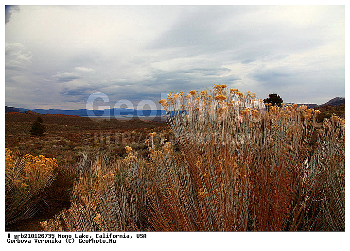 ����������, ����� ����