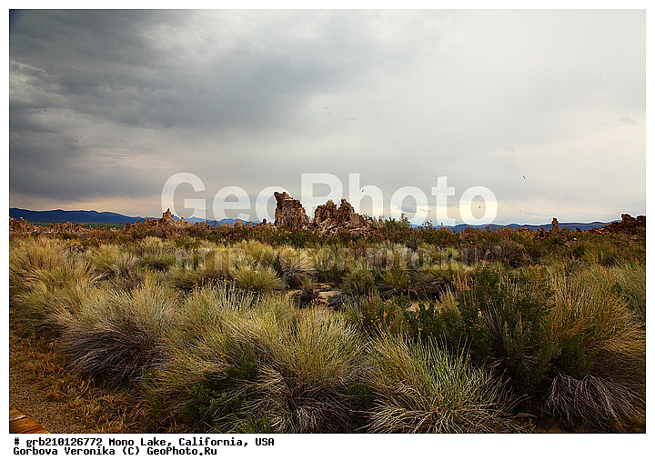 ����������, ����� ����