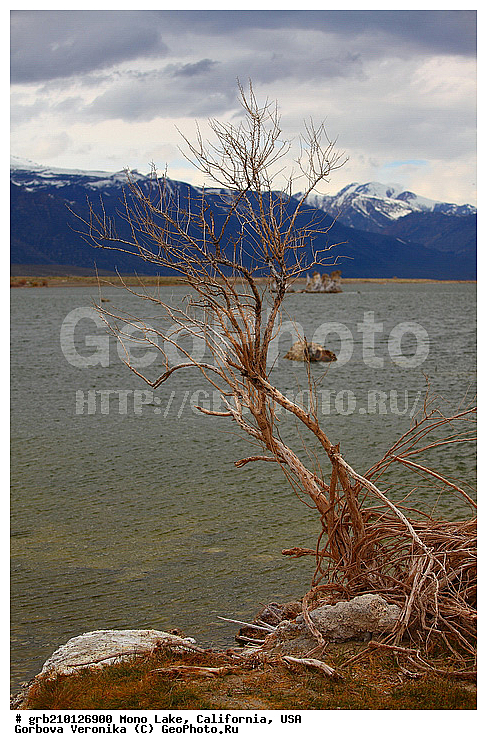 ����������, ����� ����