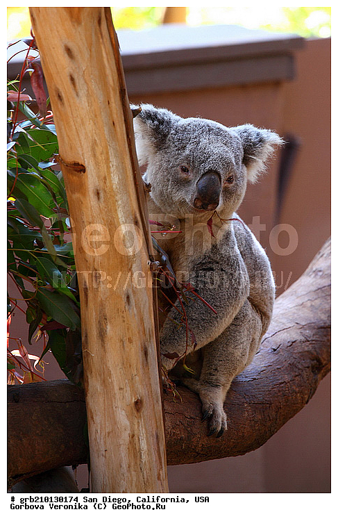 �������, ����������, ���-�����, ��������, ��������, �������������, �������������, �����, �����, ��������, ��������, XYZ, �����, ��������, Phascolarctidae, �����, Phascolarctos cinereus