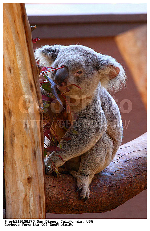 �������, ����������, ���-�����, ��������, ��������, �������������, �������������, �����, �����, ��������, ��������, XYZ, �����, ��������, Phascolarctidae, �����, Phascolarctos cinereus