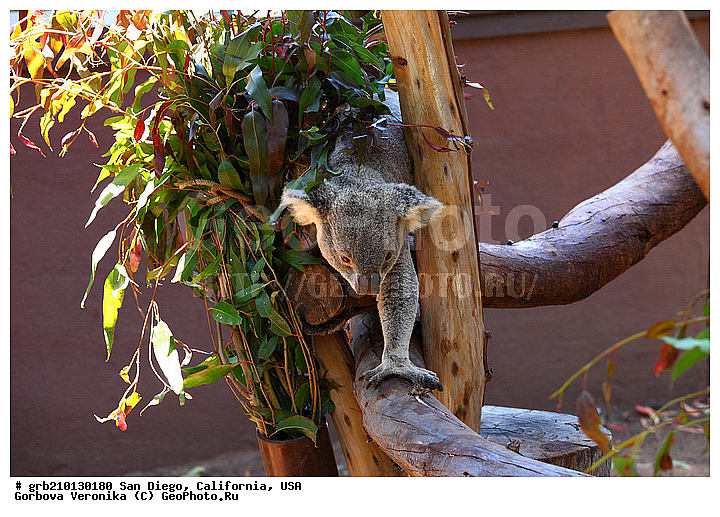 �������, ����������, ���-�����, ��������, ��������, �������������, �������������, �����, �����, ��������, ��������, XYZ, �����, ��������, Phascolarctidae, �����, Phascolarctos cinereus