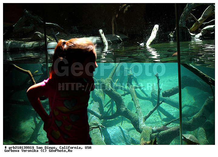 �������, ����������, ���-�����