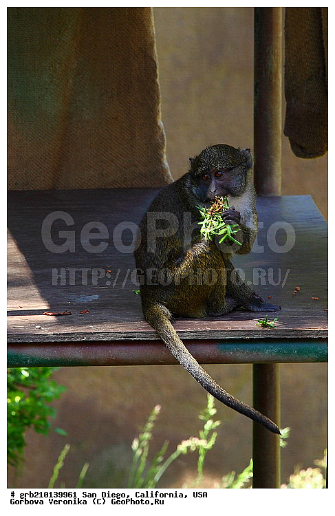 �������, ����������, ���-�����