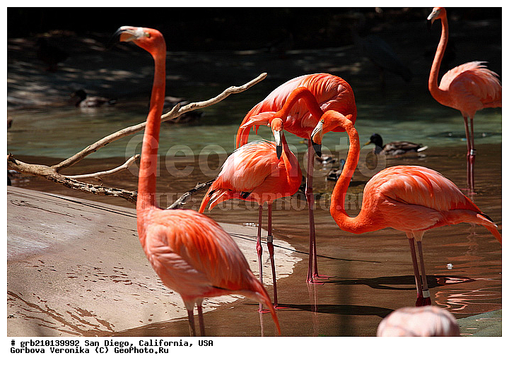 �������, ����������, ���-�����, ��������, ��������, �����, �����, ��������, �����������, XYZ, �����������, Phoenicopteridae, ������� ��������, Phoenicopterus ruber, �������, ������, �������������