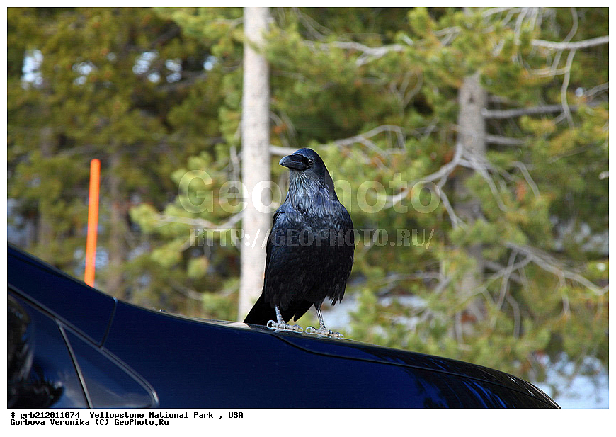  Valley of the Gods, ������������ ����, ���, ���, ��������, ��������, �����, �����, ��������, �����������, XYZ, ��������, ���������, Corvidae, �����, Corvus corax