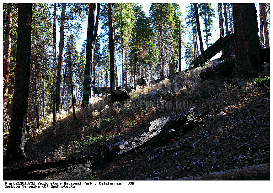 ��������, ������������ ����, ����������, ���