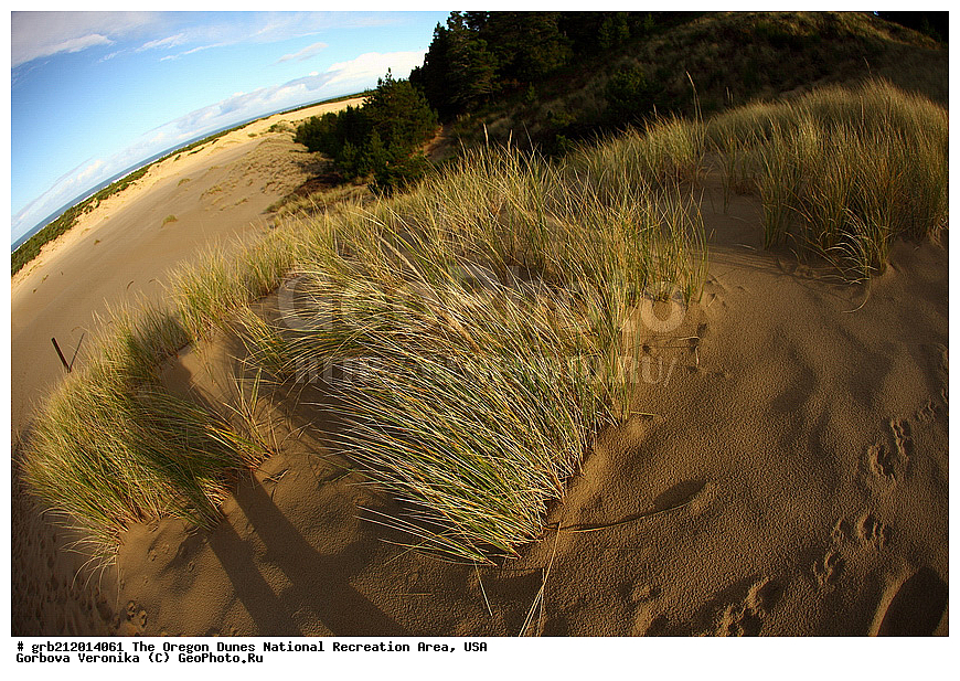 Oregon Dunes, ������������ ����, ������, ���, ����