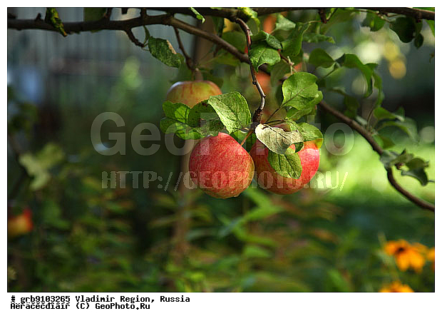 ����������, ������������ �������, ������, �����, ���, ������, ������