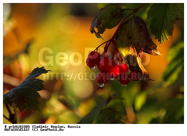 ����������, ������������ �������, ������, ������ �������, �����