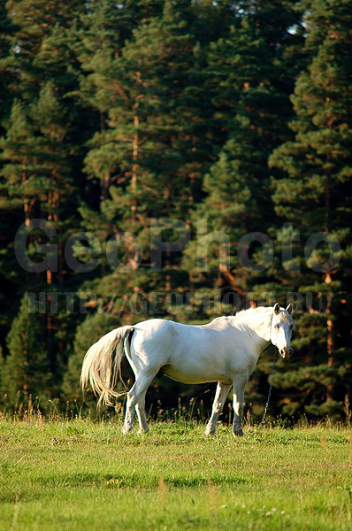 ������������, ����, ������, ������, ����������, ������, ������������, ����, ������