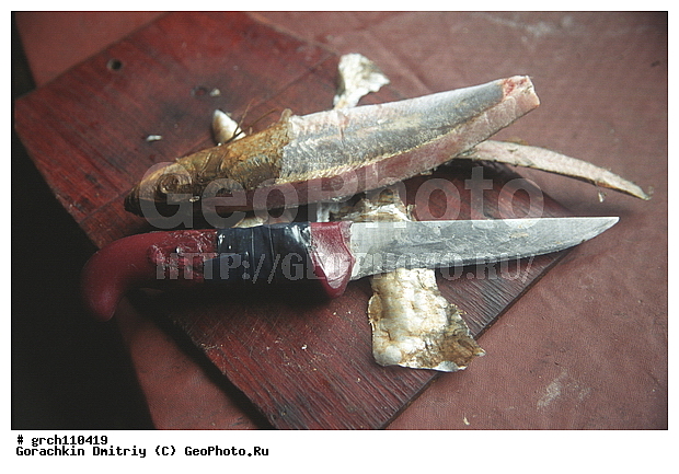 �������, ����, ��� ������, ����, �������, �������