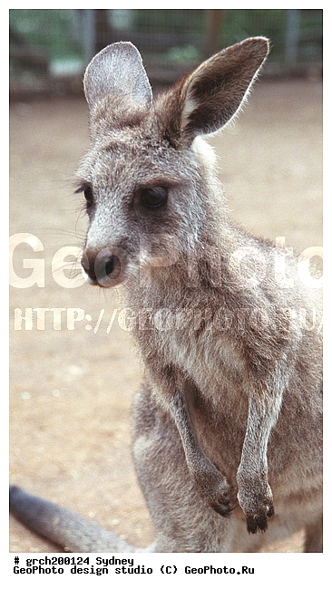 ���������, ����� ����� �����, ������