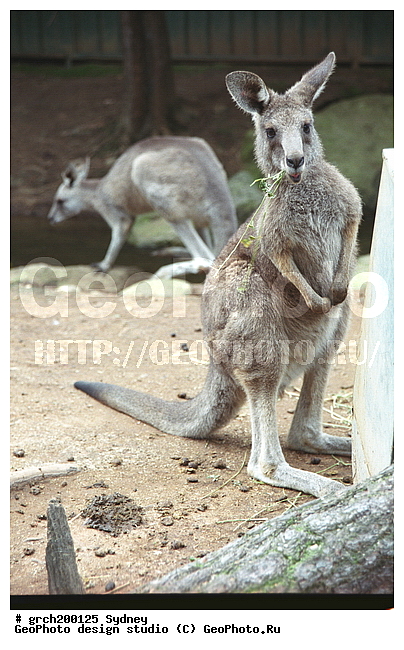 ���������, ����� ����� �����, ������