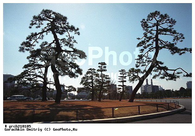 �����, ������